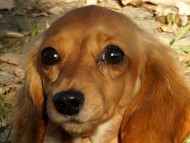 ゴールディ　ゴールド女の子