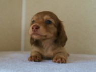 2012.3.29生まれ「シェリーの子」チョコ＆クリーム男の子　子犬