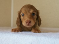 2012.3.29生まれ「シェリーの子」チョコ＆クリーム男の子　子犬