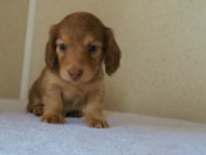 2012.3.29生まれ「シェリーの子」チョコ＆クリーム男の子　子犬