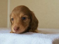 2012.3.29生まれ「シェリーの子」チョコ＆クリーム男の子　子犬