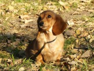 ゴールディ　ゴールド女の子