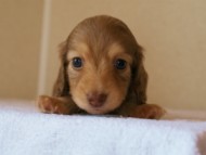 2012.3.29生まれ「シェリーの子」チョコ＆クリーム女の子