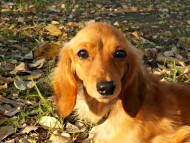 ゴールディ　ゴールド女の子