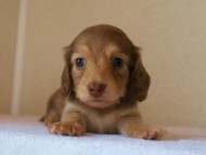 2012.3.29生まれ「シェリーの子」チョコ＆クリーム女の子