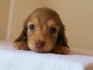 2012.3.29生まれ「シェリーの子」チョコ＆クリーム女の子