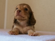 2012.3.29生まれ「シェリーの子」チョコ＆クリーム女の子