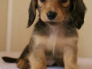 2012.3.11生まれ「ユジンの子」　シェーデットクリーム　女の子　子犬