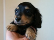 2012.3.11生まれ「ユジンの子」　ブラック＆クリーム　男の子