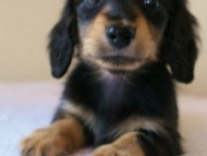 2012.3.11生まれ「ユジンの子」　ブラック＆クリーム　男の子　子犬