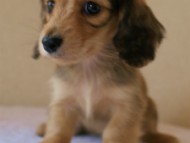 2012.3.11生まれ「ユジンの子」　シェーデットクリーム　男の子