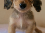 2012.3.11生まれ「ユジンの子」　シェーデットクリーム　男の子