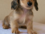 2012.3.11生まれ「ユジンの子」　シェーデットクリーム　男の子