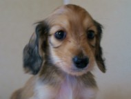 2012.3.11生まれ「ユジンの子」　シェーデットクリーム　男の子　子犬