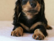 2011.3.11生まれ「シャーディーの子」　ブラック＆クリーム　男の子　子犬