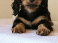 2011.3.11生まれ「シャーディーの子」　ブラック＆クリーム　男の子　子犬