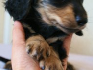 2011.3.11生まれ「シャーディーの子」　ブラック＆クリーム　男の子　子犬