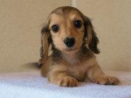 2011.3.11生まれ「シャーディーの子」　ブラック＆クリーム　男の子　子犬