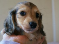 2011.3.11生まれ「シャーディーの子」　ブラック＆クリーム　男の子　子犬