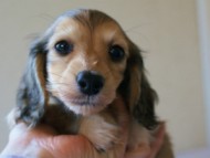 2011.3.11生まれ「シャーディーの子」　ブラック＆クリーム　男の子　子犬