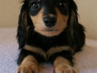 2011.3.11生まれ「シャーディーの子」　ブラック＆クリーム　女の子　子犬