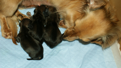 子犬 出産 カニンヘン ダックスフンド シェーデットクリーム ベルサス 子犬 出産 ベルサス