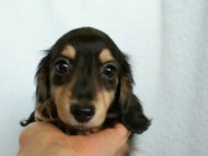 カニンヘンダックス　ブラック＆クリーム　アラン君