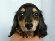 カニンヘンダックス　ブラック＆クリーム　アラン君