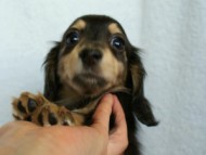 カニンヘンダックス　ブラック＆クリーム　アラン君