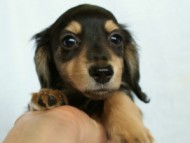 カニンヘンダックス　ブラック＆クリーム　アラン君