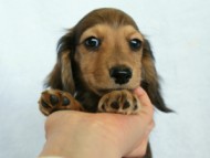 カニンヘンダックス　シェーデットクリーム　子犬　レオン君