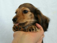 カニンヘンダックス　シェーデットクリーム　子犬　レオン君