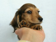 カニンヘンダックス　シェーデットクリーム　子犬　レオン君