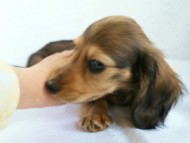 カニンヘンダックス　シェーデットクリーム　子犬　レオン君