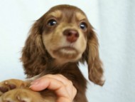 カニンヘンダックス　チョコ＆クリーム　女の子　子犬　ひのきちゃん