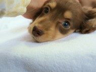 カニンヘンダックス　チョコ＆クリーム　女の子　子犬　ひのきちゃん