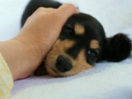 カニンヘンダックス　ブラック＆クリーム　女の子　子犬　凛ちゃん