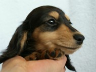 カニンヘンダックス　ブラック＆クリーム　女の子　子犬　凛ちゃん