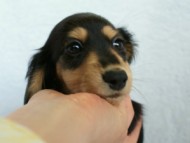 カニンヘンダックス　ブラック＆クリーム　女の子　子犬　凛ちゃん