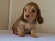 カニンヘンダックス　シェリーの子犬　