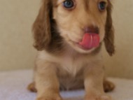 カニンヘンダックス　シェリーの子犬　