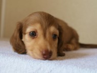 カニンヘンダックス　シェリーの子犬　