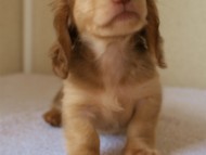 カニンヘンダックス　シェリーの子犬　男の子　オーナー募集中♪