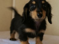 2012.3.11生まれ「ユジンの子」シューデットクリーム男の子