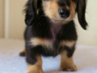 2012.3.11生まれ「ユジンの子」シューデットクリーム男の子