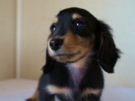 2012.3.11生まれ「ユジンの子」シューデットクリーム男の子