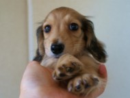 2012.3.11生まれ「ユジンの子」シューデットクリーム男の子