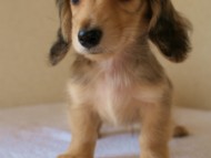 2012.3.11生まれ「ユジンの子」シューデットクリーム男の子