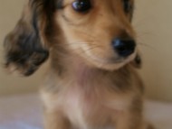 2012.3.11生まれ「ユジンの子」シューデットクリーム男の子