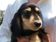 カニンヘンダックス　ブラック＆クリーム　女の子　子犬　凛ちゃん